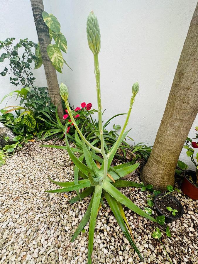 Hotel Nicte Ha Tulum Kültér fotó